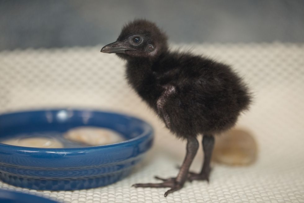 A Guam rail chick with short legs, a small beak and fluffy black feathers stands on a mat near a bowl of water