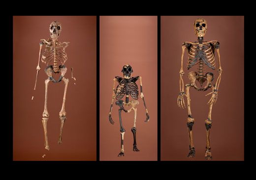 Sneak Peek into the Hall of Human Origins at the National Museum of ...