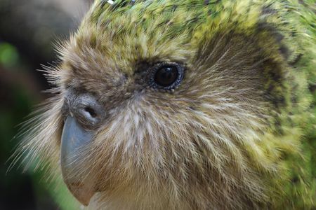 Sirocco, currently MIA, has helped millions connect with the island’s endangered wildlife.
