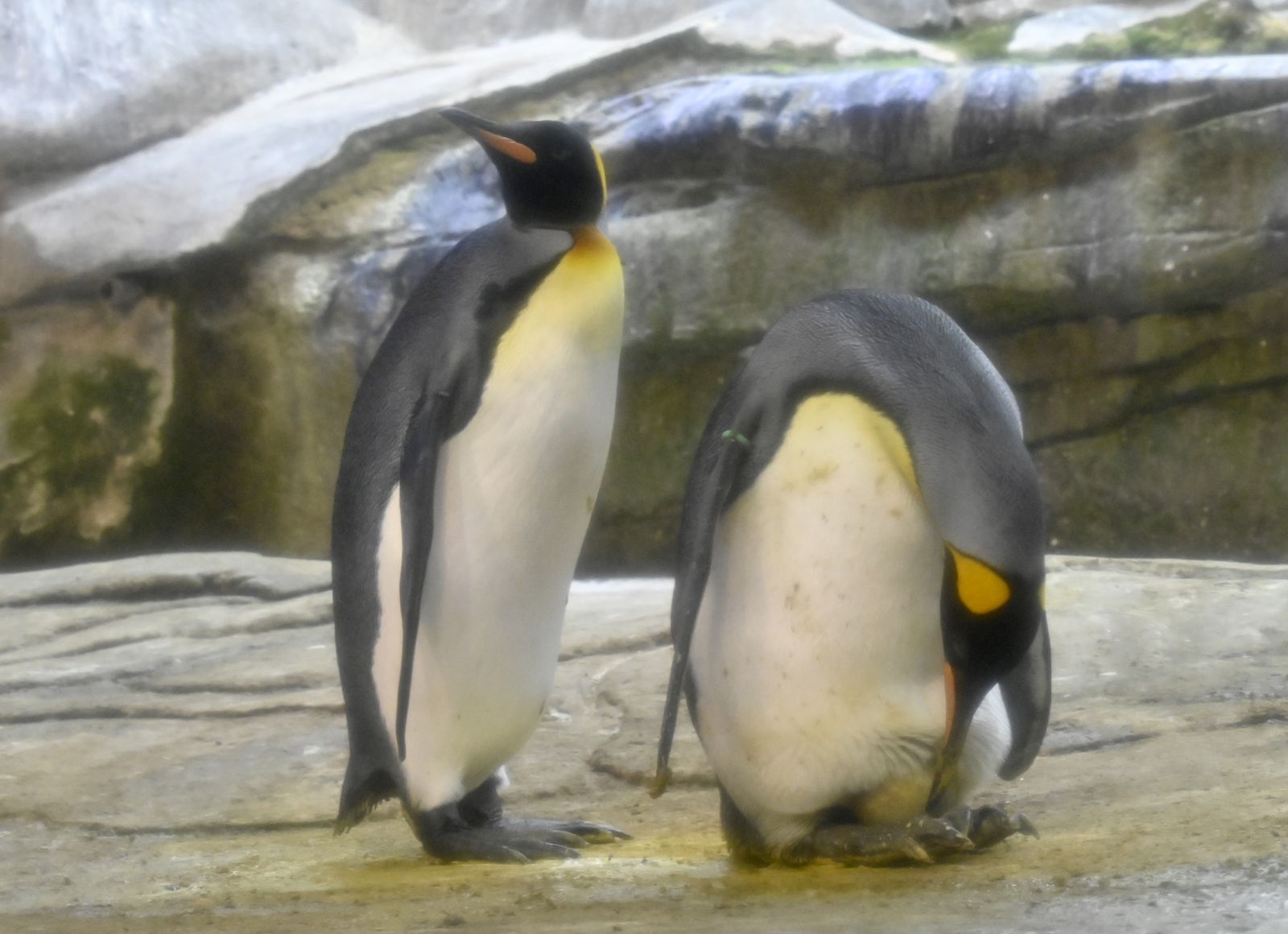 Two Male Penguins in Berlin Join Long Line of Same-Sex Pairs to Adopt an  Egg | Smart News| Smithsonian Magazine