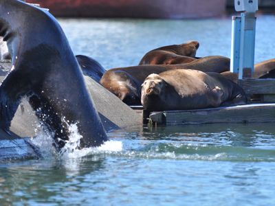 Each year, thousands of California sea lions flock to the docks at Oregon's Port of Astoria.