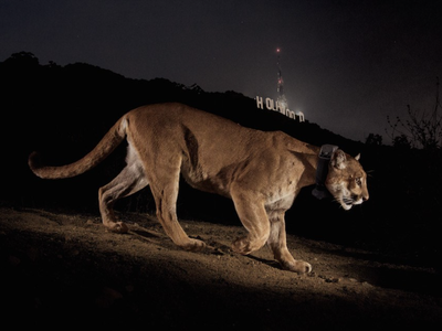 This 2013 photo of P-22 helped catapult him to fame. The cougar inspired conservation projects for urban wildlife and earned a robust Instagram following.