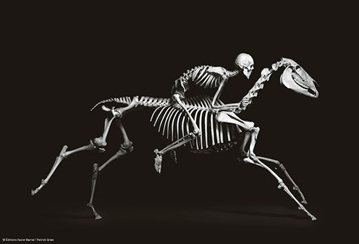 Real Fox paw skeleton Art collection Real animal bone specimen 