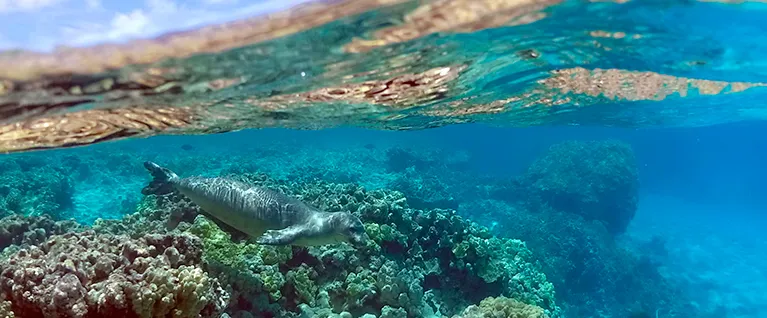 How the Tiniest of Parasites is Taking Down the Mightiest of Monk Seals