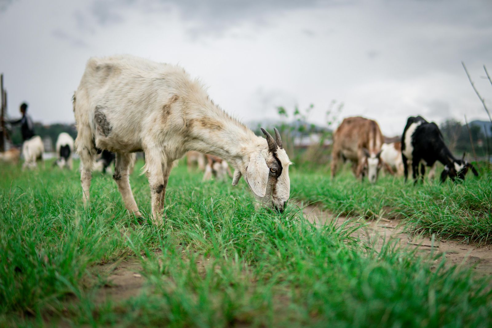 US Military Ends Practice of Shooting Live Animals to Train Medics