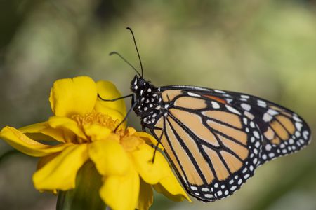 The white spots on the edges of a monarch butterfly's wings might give it an advantage while migrating, according to new research.