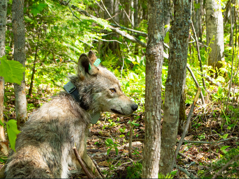 A wolf with a tracking collar secured around its neck