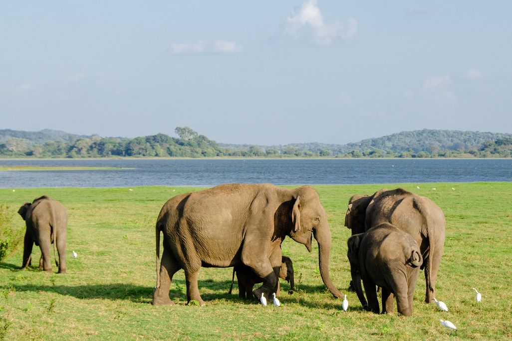 Asian elephants