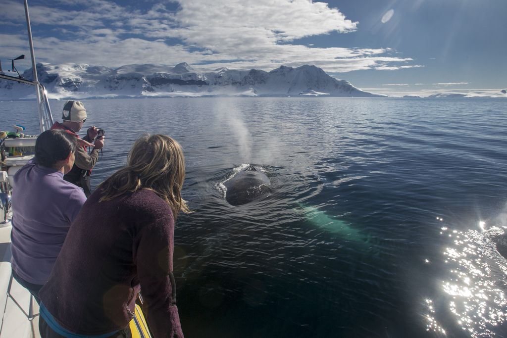 whale watching