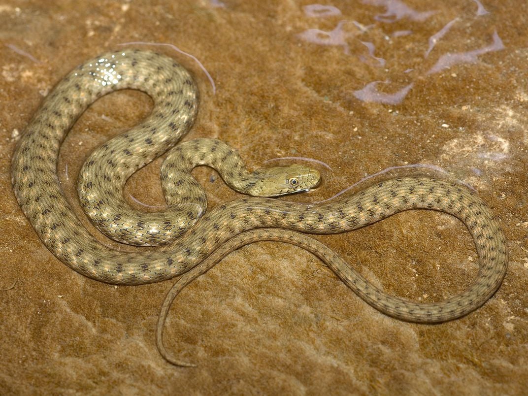 Dice Snake