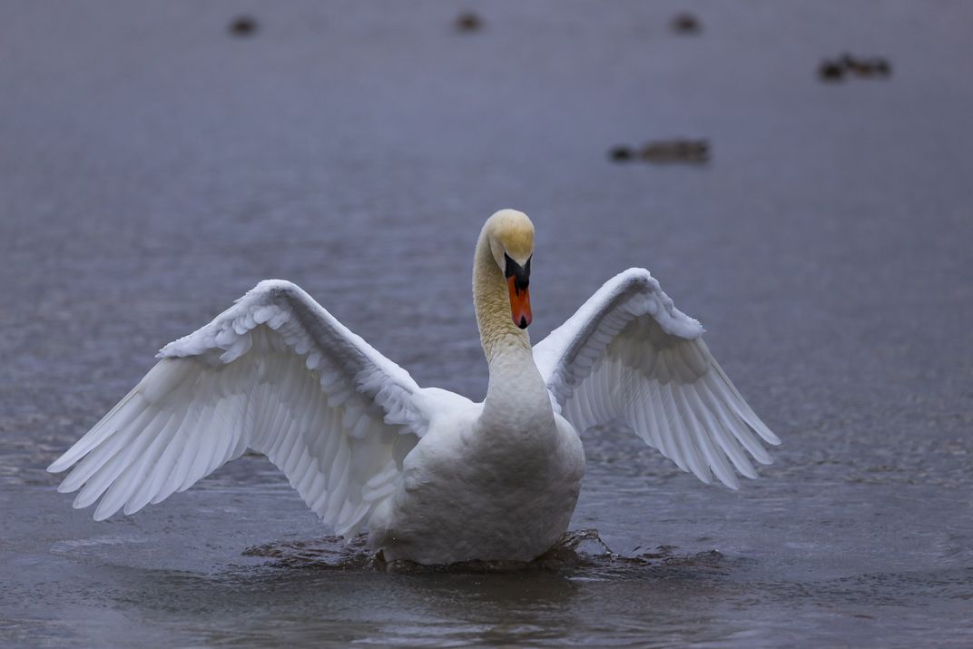 A Mute Swan Flapping Its Wing Smithsonian Photo Contest Smithsonian Magazine 