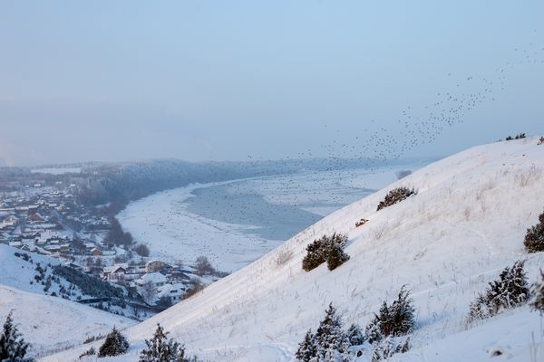 Winter bird's whirlwind thumbnail