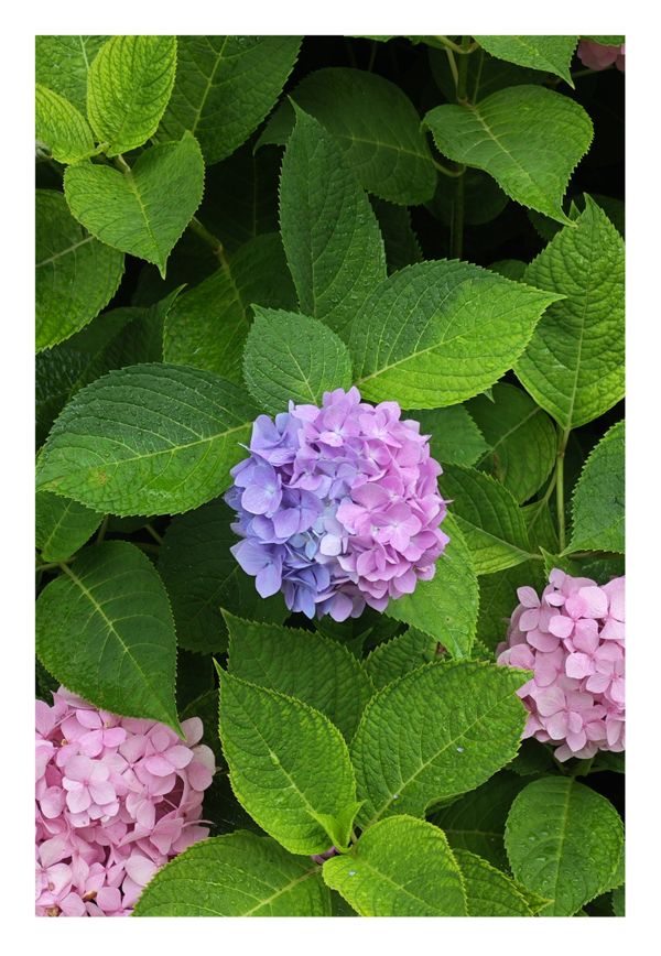 Hydrangeas blooming at the turning point of my life thumbnail