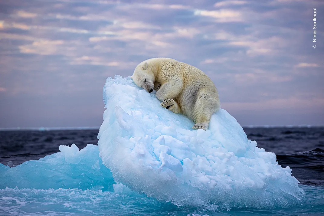A polar bear curls up and rests on a small, pointy iceberg against a pinkish sky and dark blue water