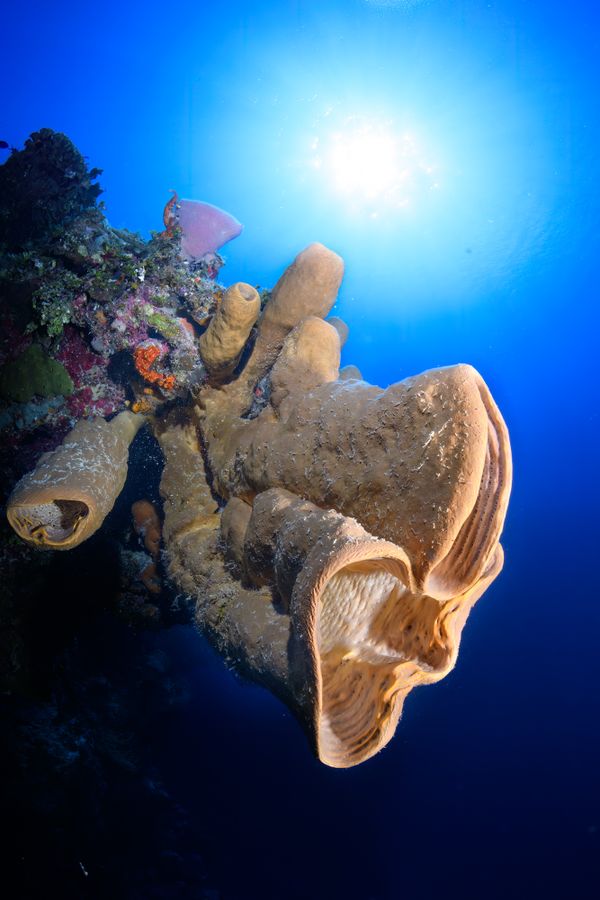 Tube Sponge in Little Cayman thumbnail