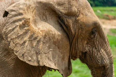 Elephants, bats, rabbits and other mammals have exceptional hearing&mdash;and their outer ears may be a key reason why.