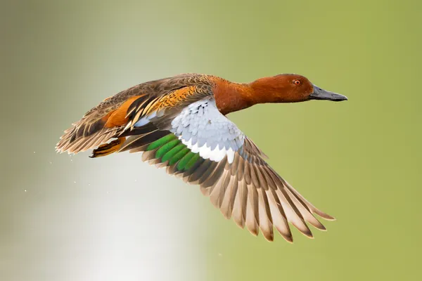 Launching Cinnamon Teal thumbnail
