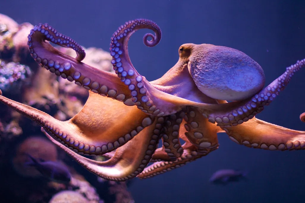 20130829084021octopus.jpg