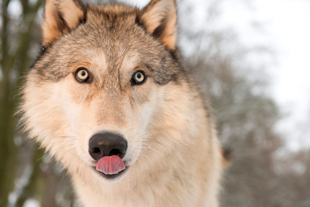 gray wolf