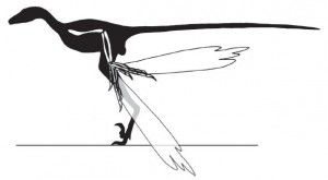 20110520083211Microraptor-shadow-wing-300x165.jpg