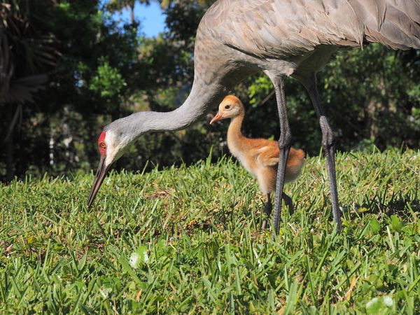 Sandhill Crane Chick Exploring with Its Mother thumbnail