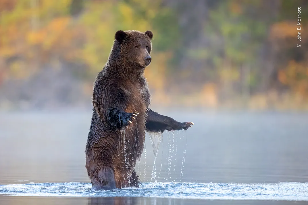 A grizzly bear stands on its hind legs in a river with both arms extended out front