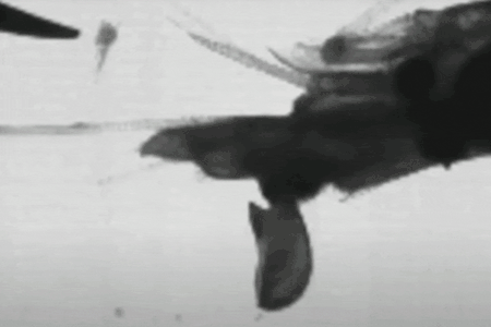 Snapping shrimp create an air bubble in the water when they clamp their claws shut.
