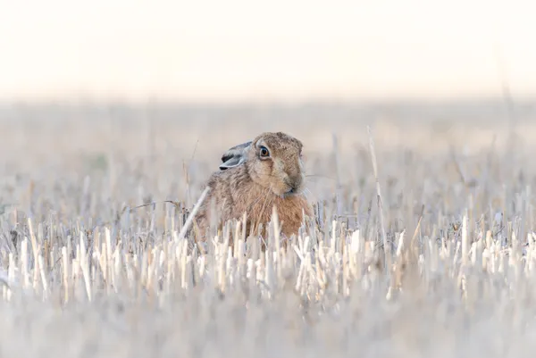 Hare sitting in a field. thumbnail