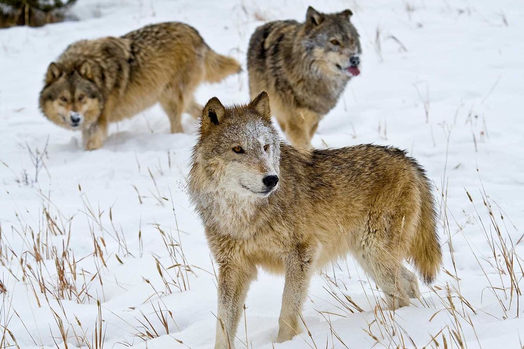 Gray Wolves in Montana