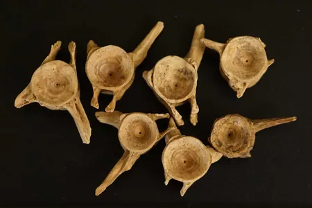 Researchers identified that these vertebrae belonged to giant snakeheads, freshwater fish native to Southeast Asia.