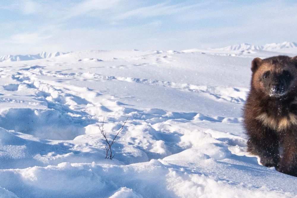 Female wolverine on Arctic tundra on Alaska's North Slope - opener