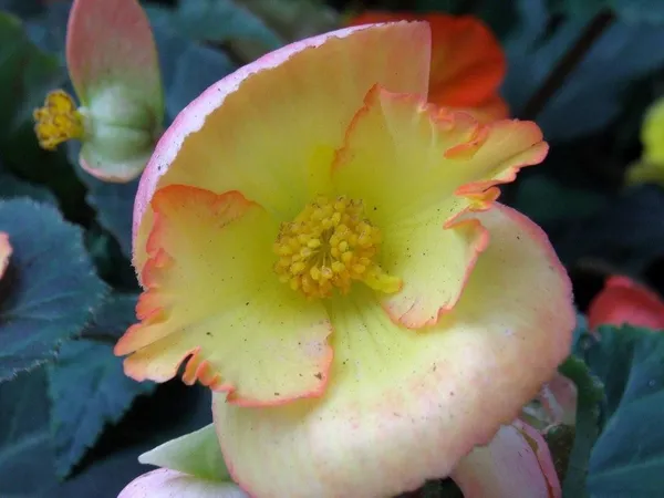 Yellow Begonia thumbnail