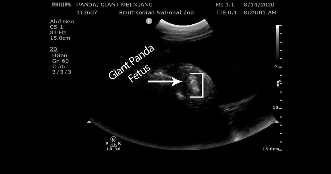 Is There a New Baby Panda Due at the National Zoo? | At the Smithsonian ...