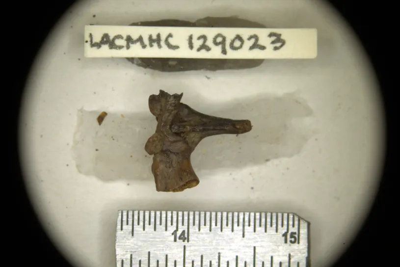 a small bone fragment next to a partial ruler and a label