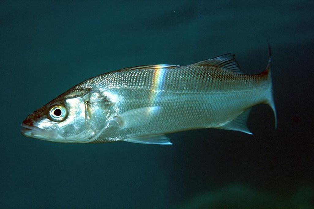 European sea bass-main.jpg