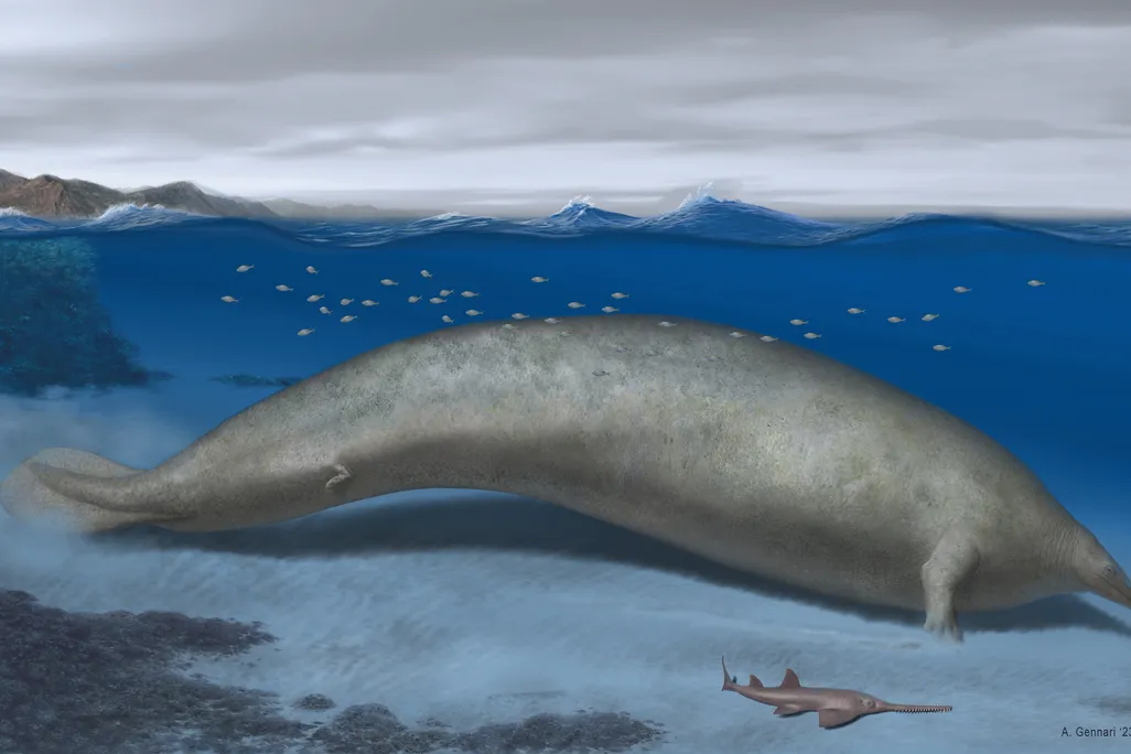 Drawing of very round, elongated whale beneath the waves, next to a much smaller swimming creature