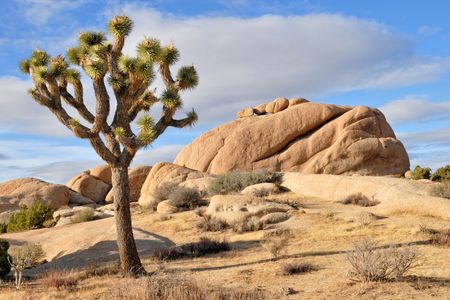The Joshua tree is one of the Mojave Desert's most iconic inhabitants. But it's under threat—and the key to saving it may lie in better understanding its tiny winged partner.