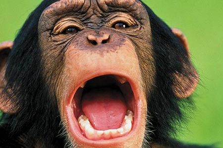 Chimpanzee Yawning
