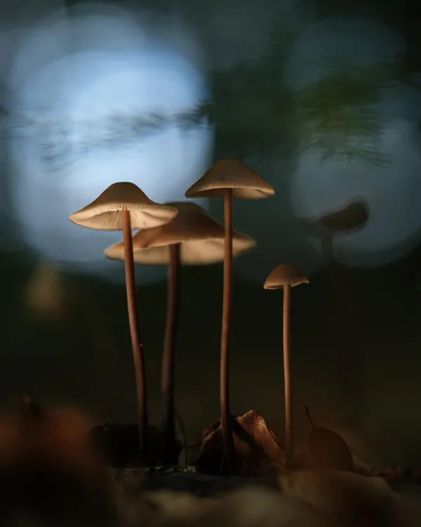 Fungi shadows thumbnail