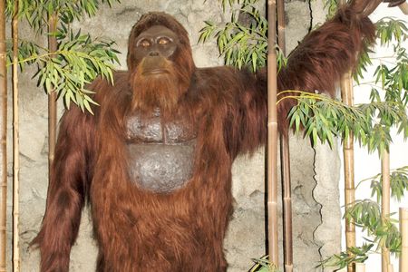 A reconstruction of Gigantopithecus