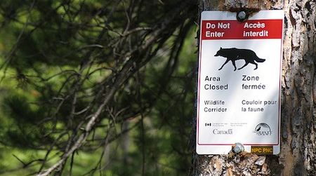 Wildlife corridors allow animals to safely cross urban areas.