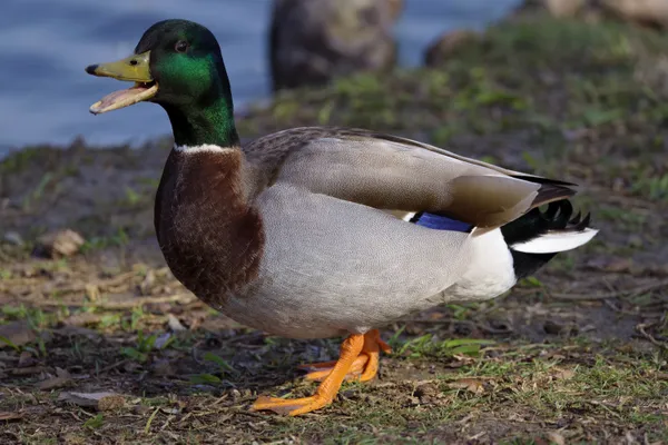 Mallard Drake thumbnail