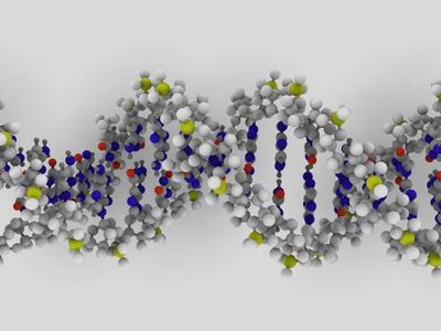 A DNA molecule
