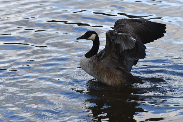 Canada goose flapping its wings thumbnail