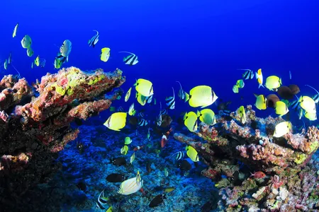 Heat waves pose a significant threat to coral reefs, kelp forests and seagrass beds