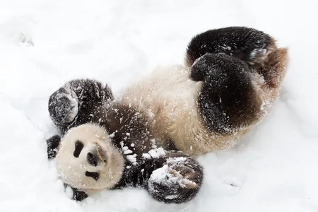 Tian Tian playing in the snow. Tian Tian, Mei Xiang and their son Xiao Qi Ji will return to China by December 7.