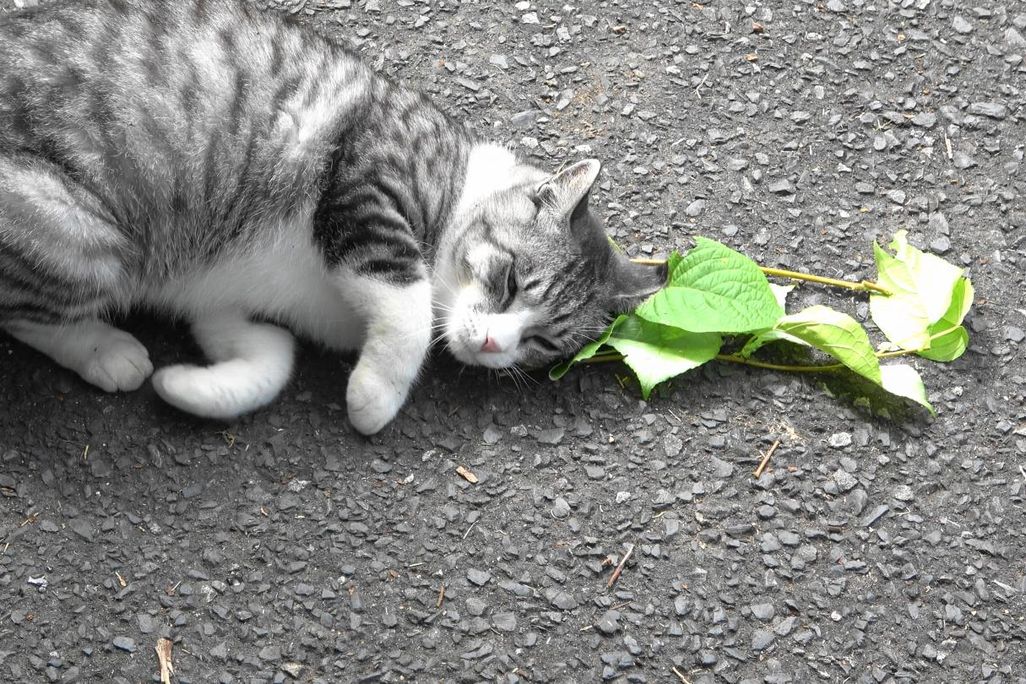 A grey and white cat lays near a stem of silver vine