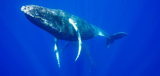 whales