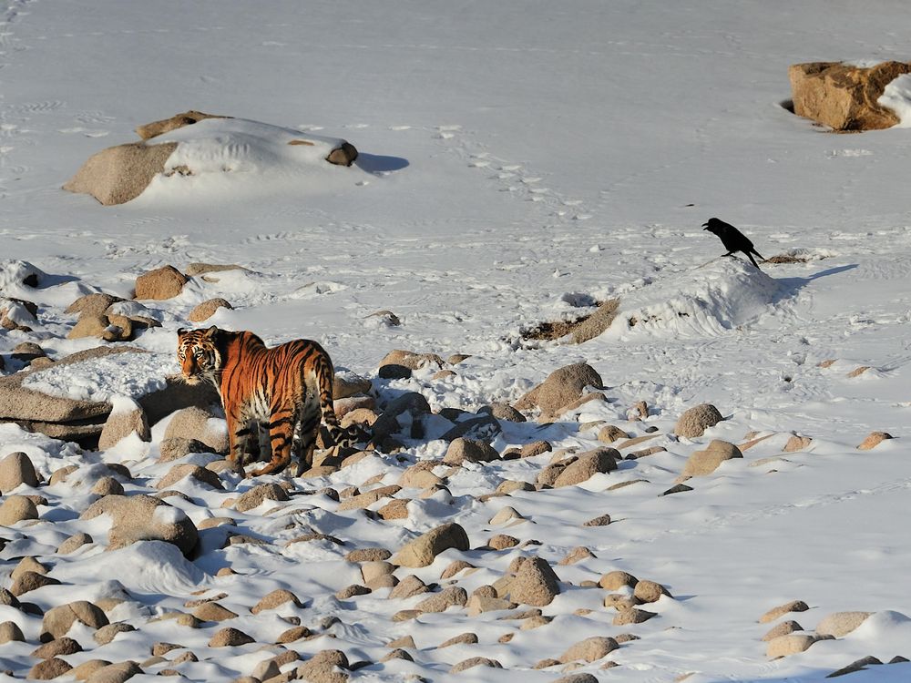 Endangered tiger population in ground-breaking population modelling study