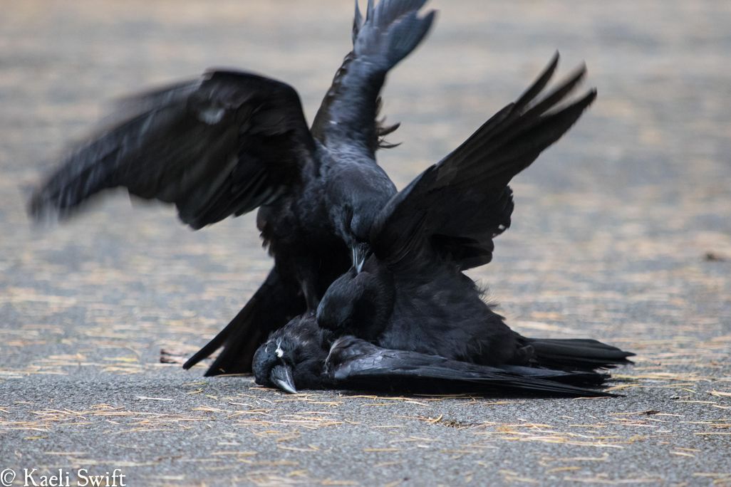 crow mutilates dead body